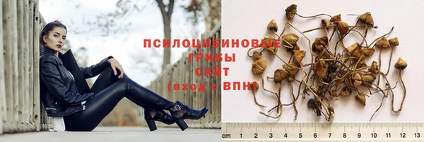 дмт Богданович