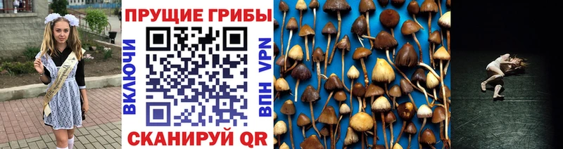 гидра ссылка Дальнегорск нарко площадка официальный сайт Псилоцибиновые грибы Cubensis